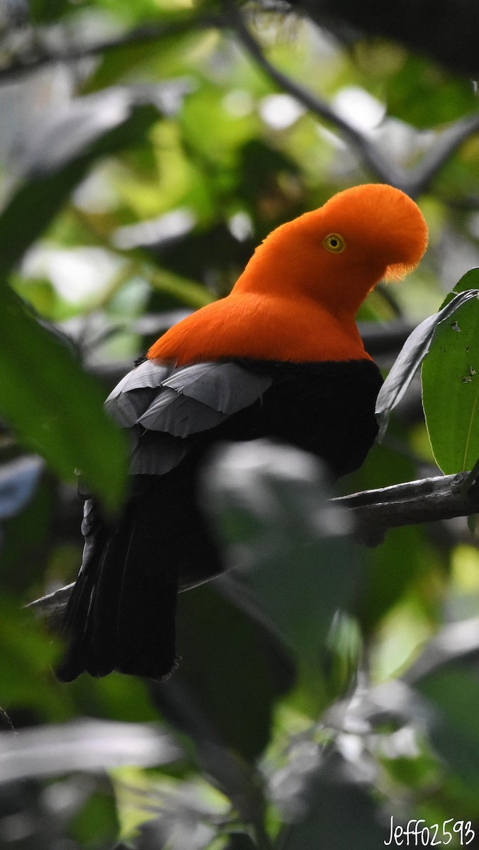 Andean Cock-of-the-rock - ML646878497