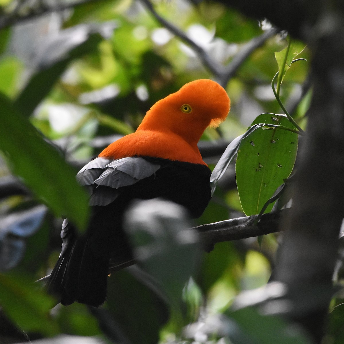 Andean Cock-of-the-rock - ML646878498