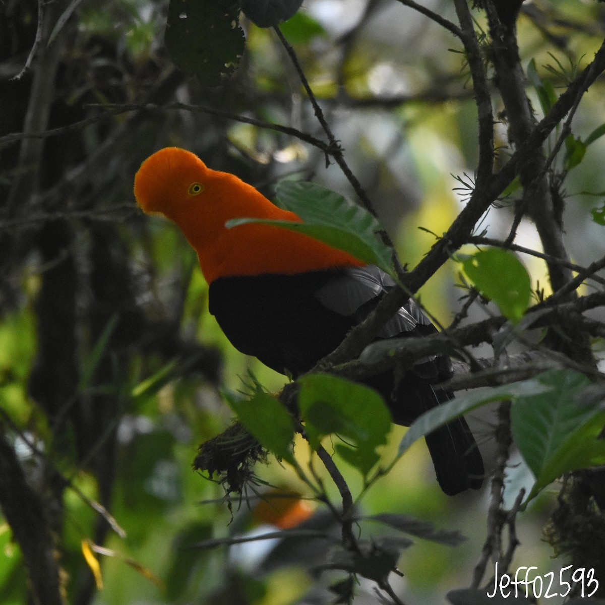 Andean Cock-of-the-rock - ML646878499