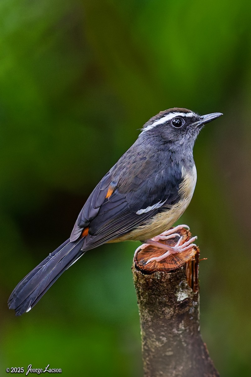 White-browed Shama - ML646878501