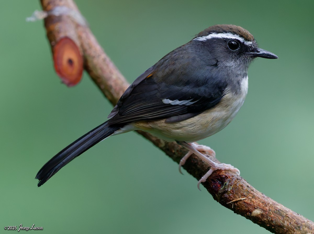 White-browed Shama - ML646878502