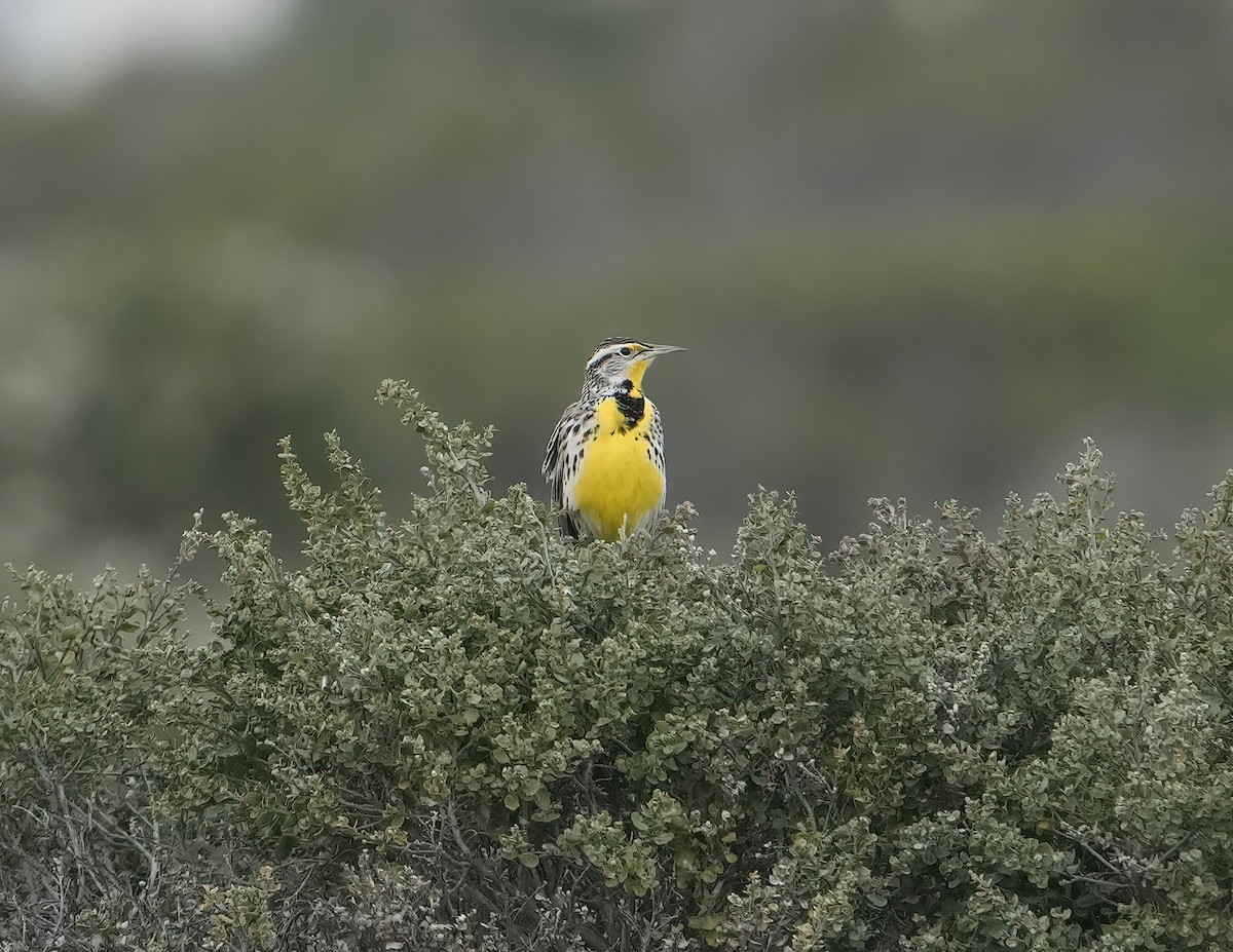 Western Meadowlark - ML646878503