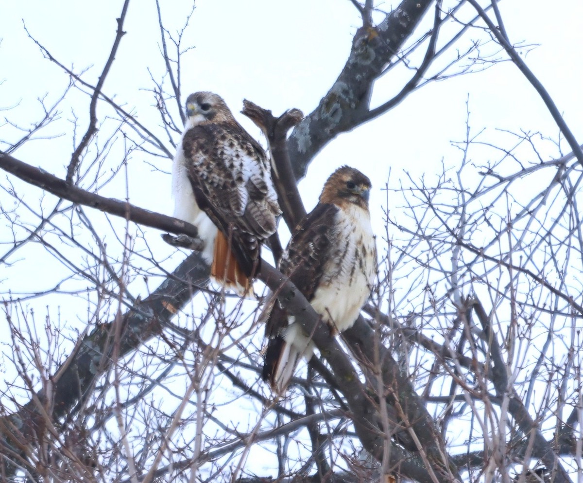 Red-tailed Hawk - ML646878505