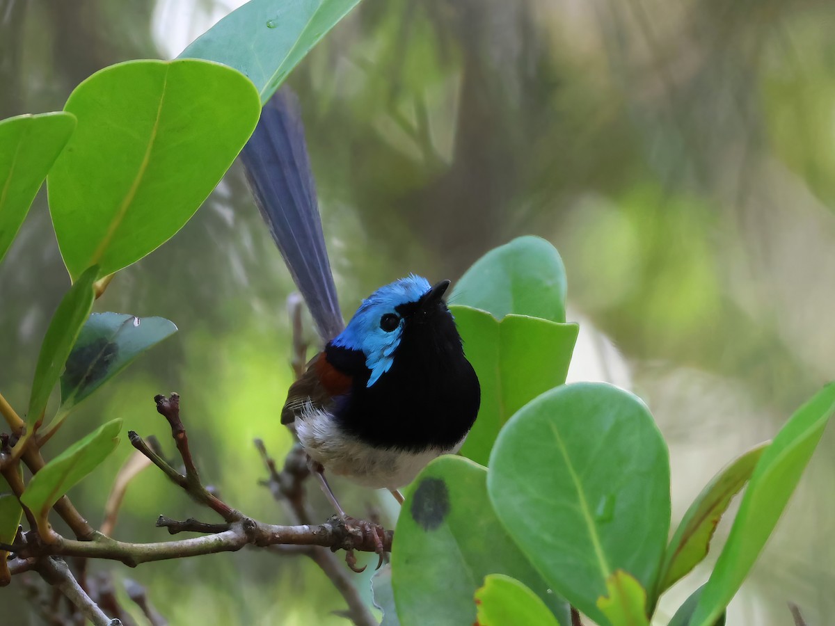 Variegated Fairywren - ML646878506