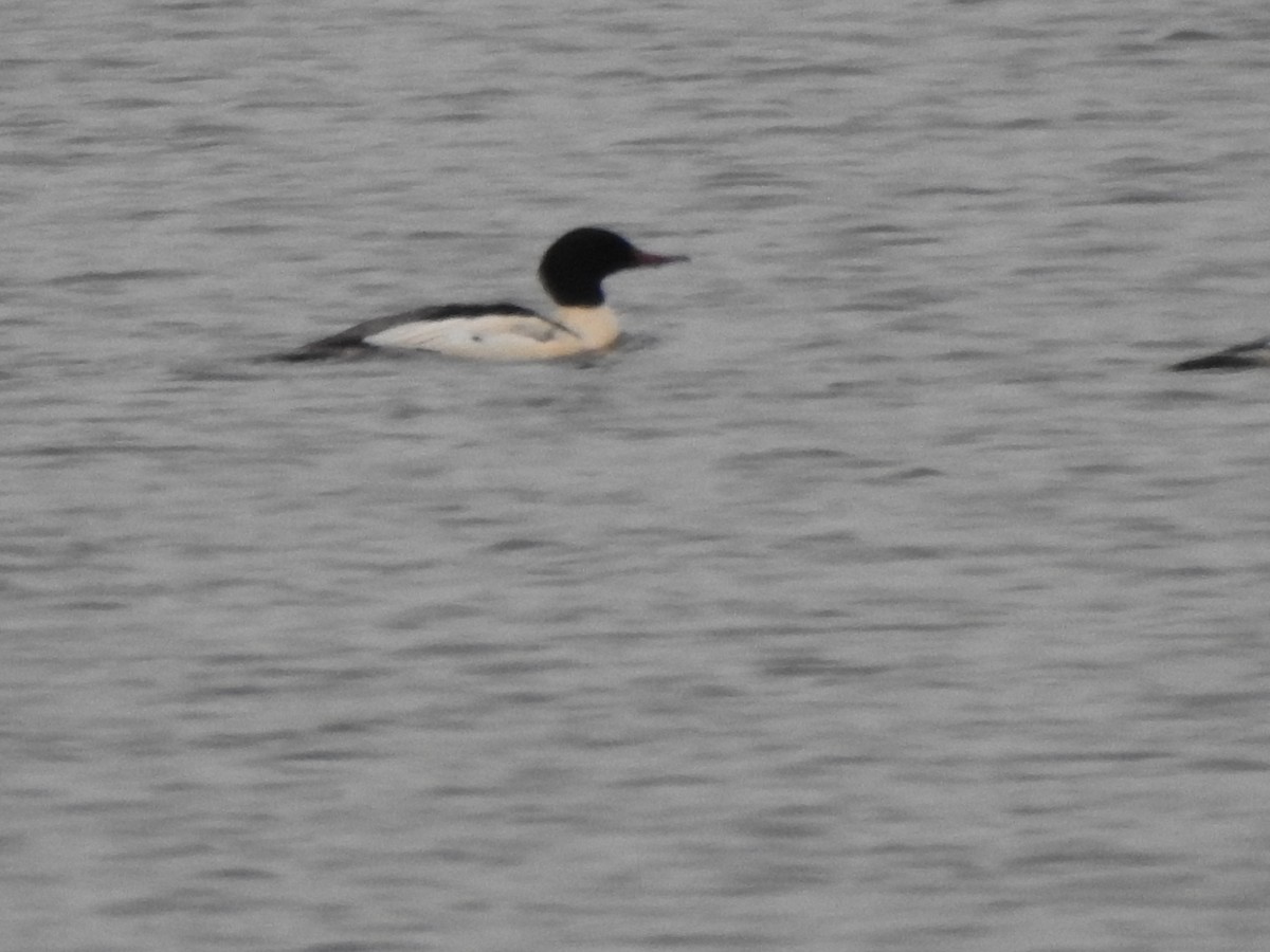 Common Merganser - ML646878509