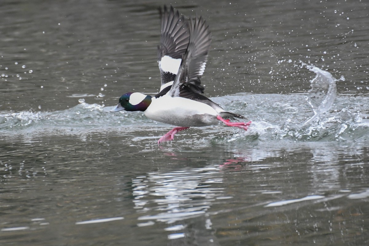 Bufflehead - ML646878512