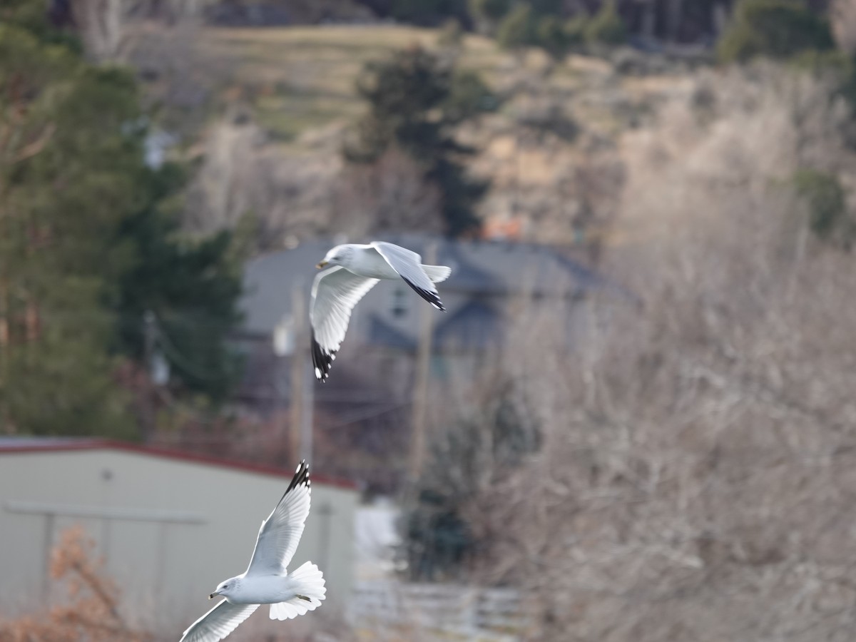 Ring-billed Gull - ML646878514