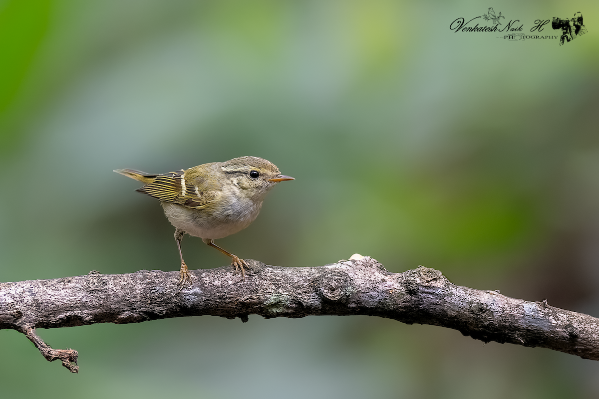 Ak Kaşlı Çıvgın - ML646878516