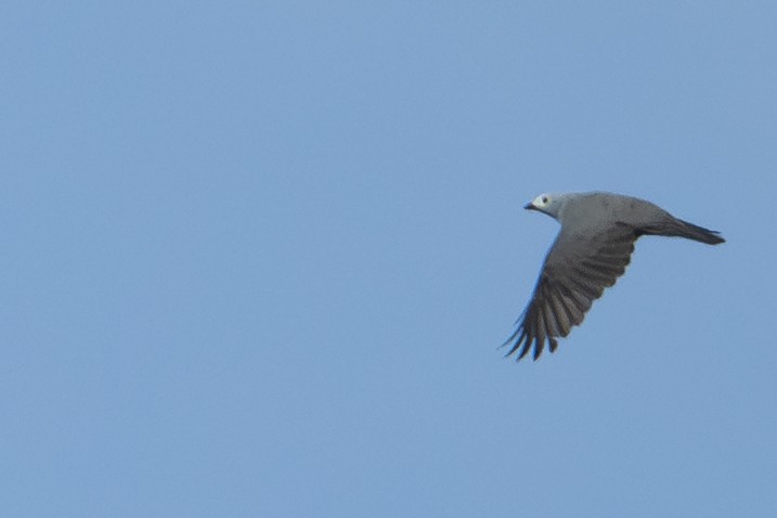 Boyer's Cuckooshrike - ML646878518