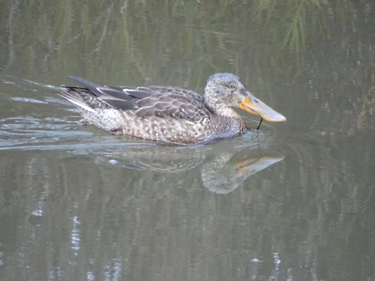 Широконіска північна - ML646878521