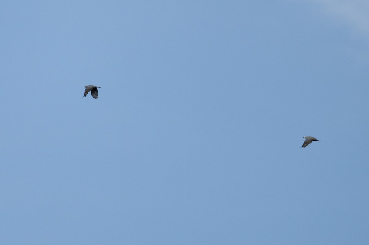 Boyer's Cuckooshrike - ML646878522