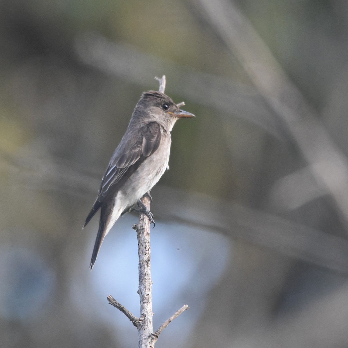 Olive-sided Flycatcher - ML646878523