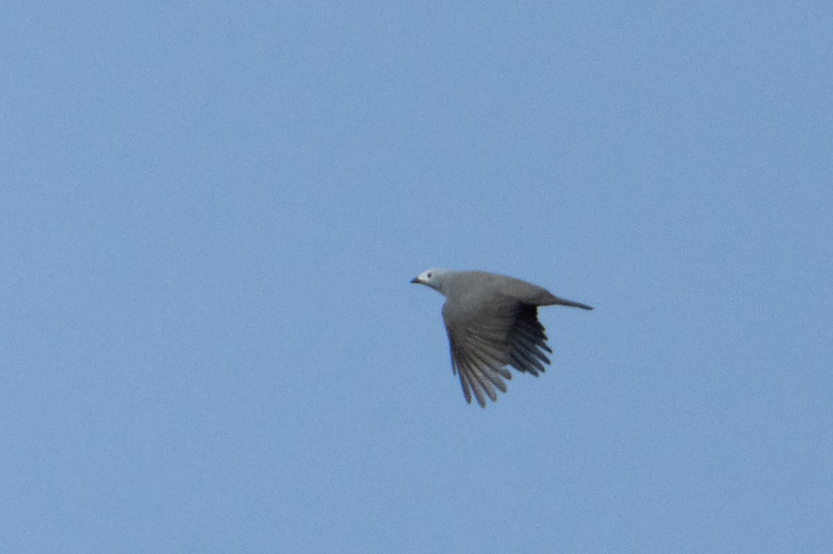 Boyer's Cuckooshrike - ML646878524