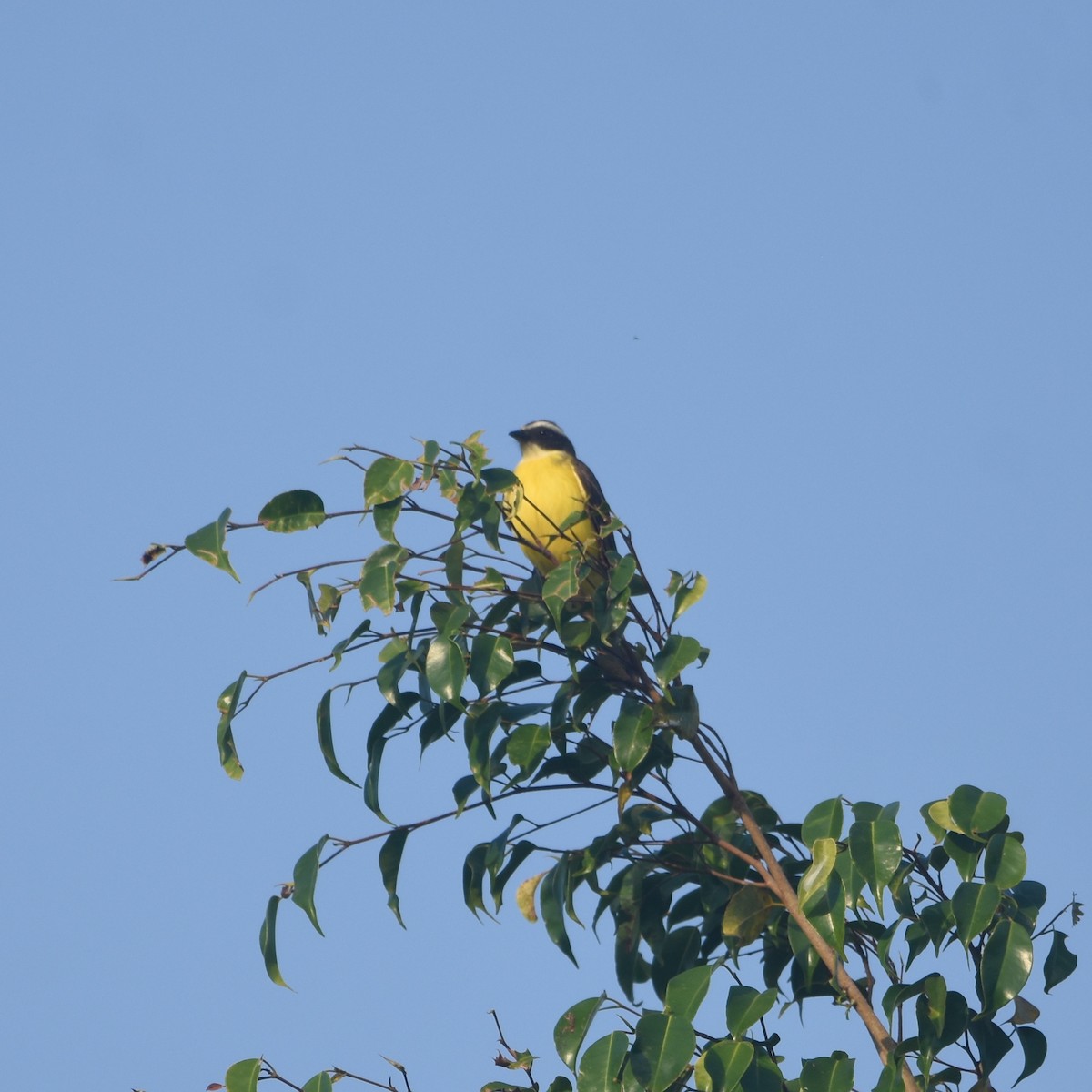 Tyran sociable - ML646878527