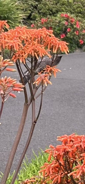 Little Wattlebird - ML646878528