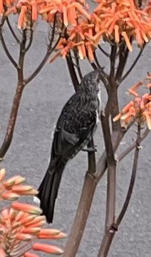 Little Wattlebird - ML646878529