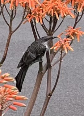 Little Wattlebird - ML646878530
