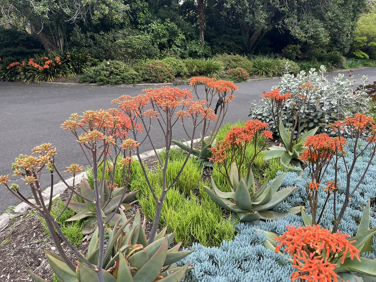 Little Wattlebird - ML646878531
