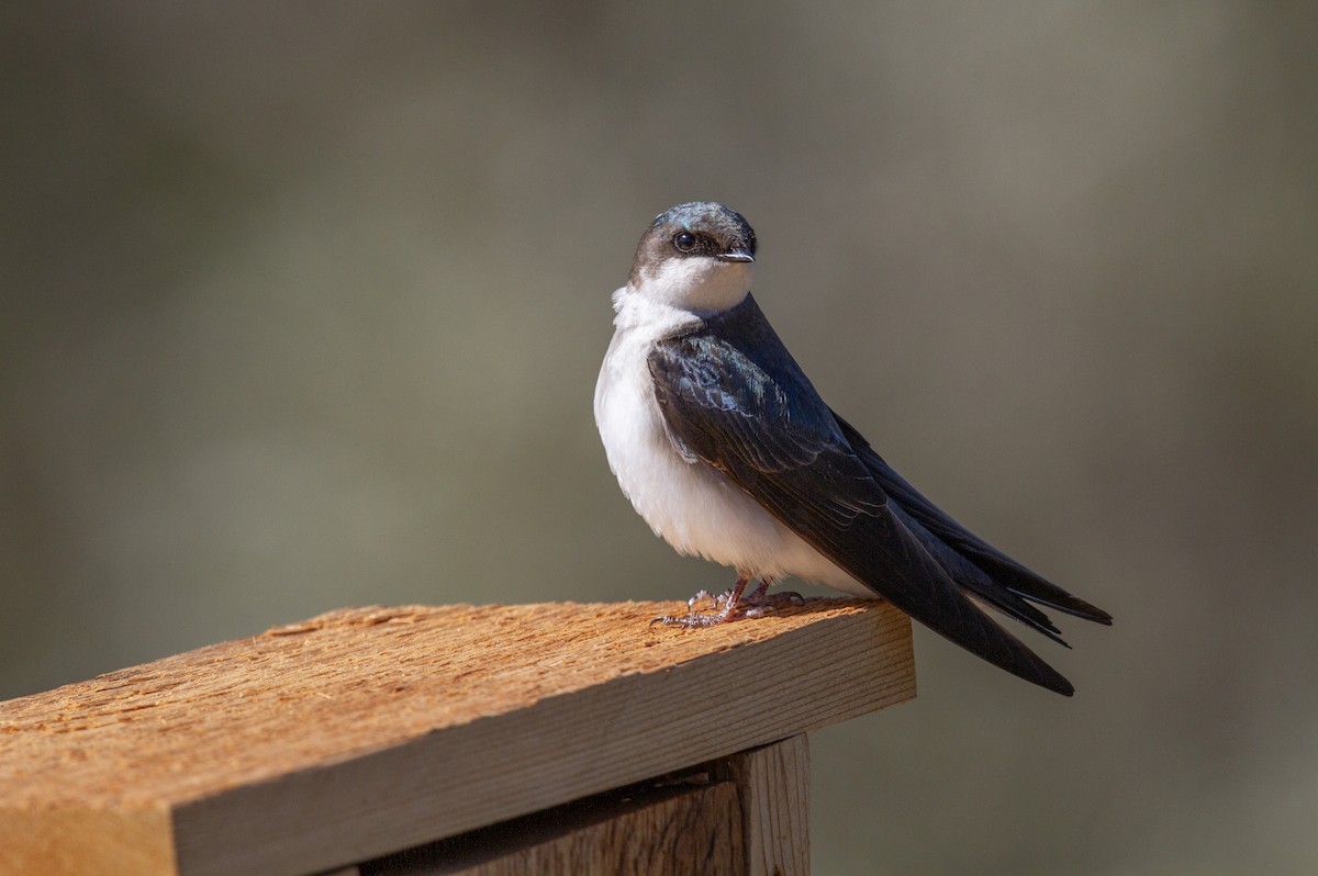 Tree Swallow - ML646878532