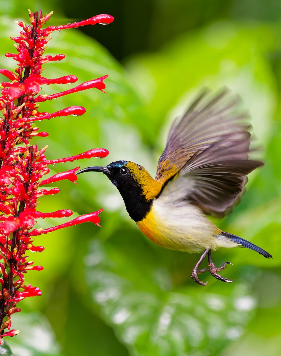 Feuerbrust-Nektarvogel - ML646878533