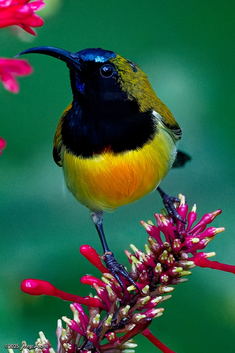 Feuerbrust-Nektarvogel - ML646878534