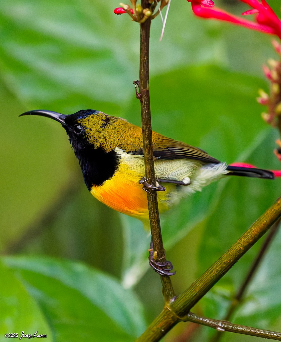 Flaming Sunbird - ML646878535
