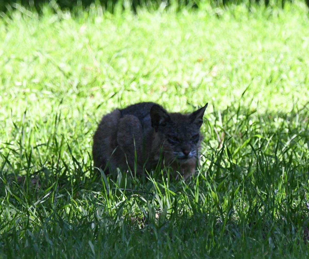 Animals - ML646878536