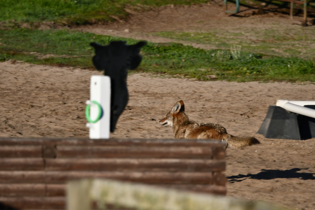 Animals - ML646878537