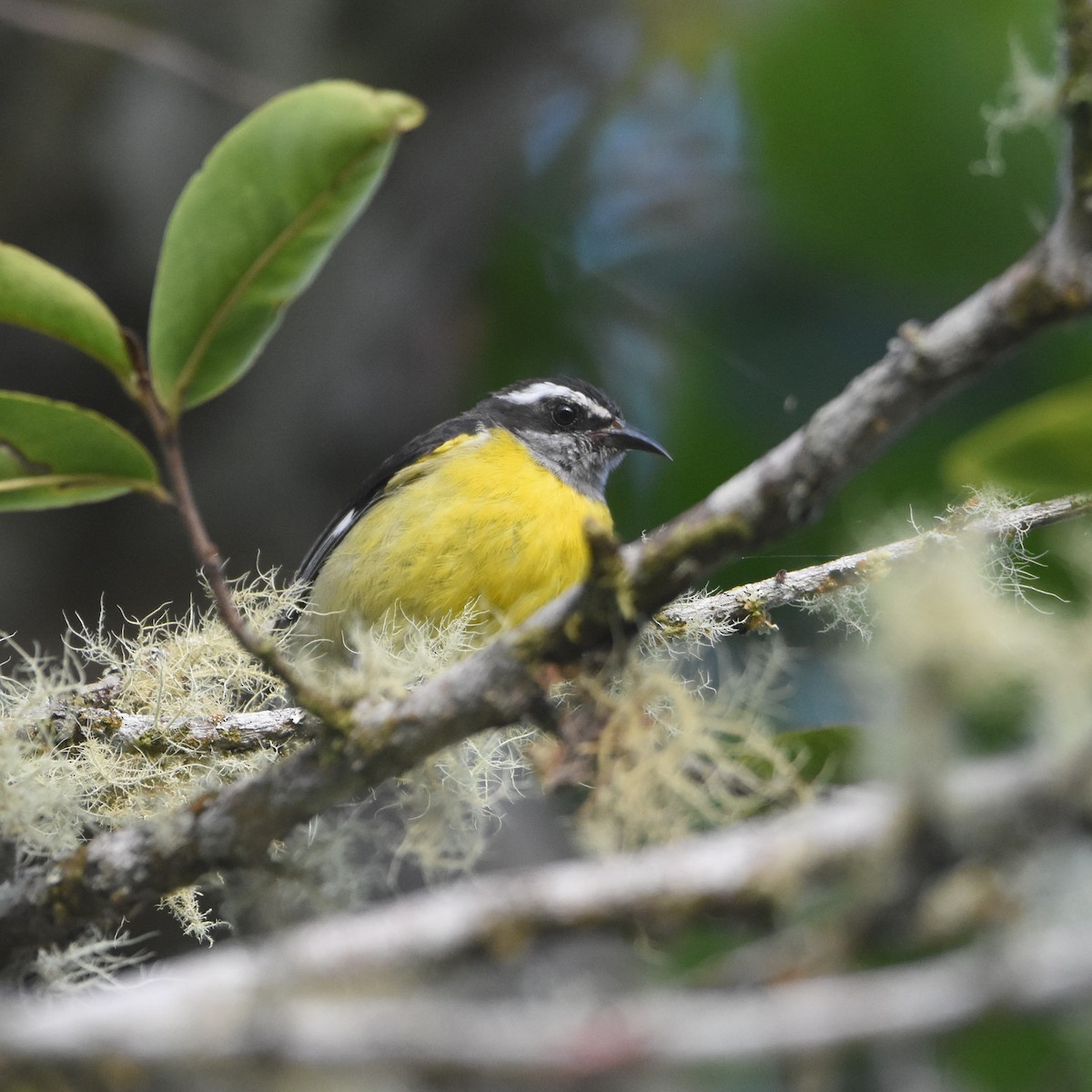 Bananaquit - ML646878538
