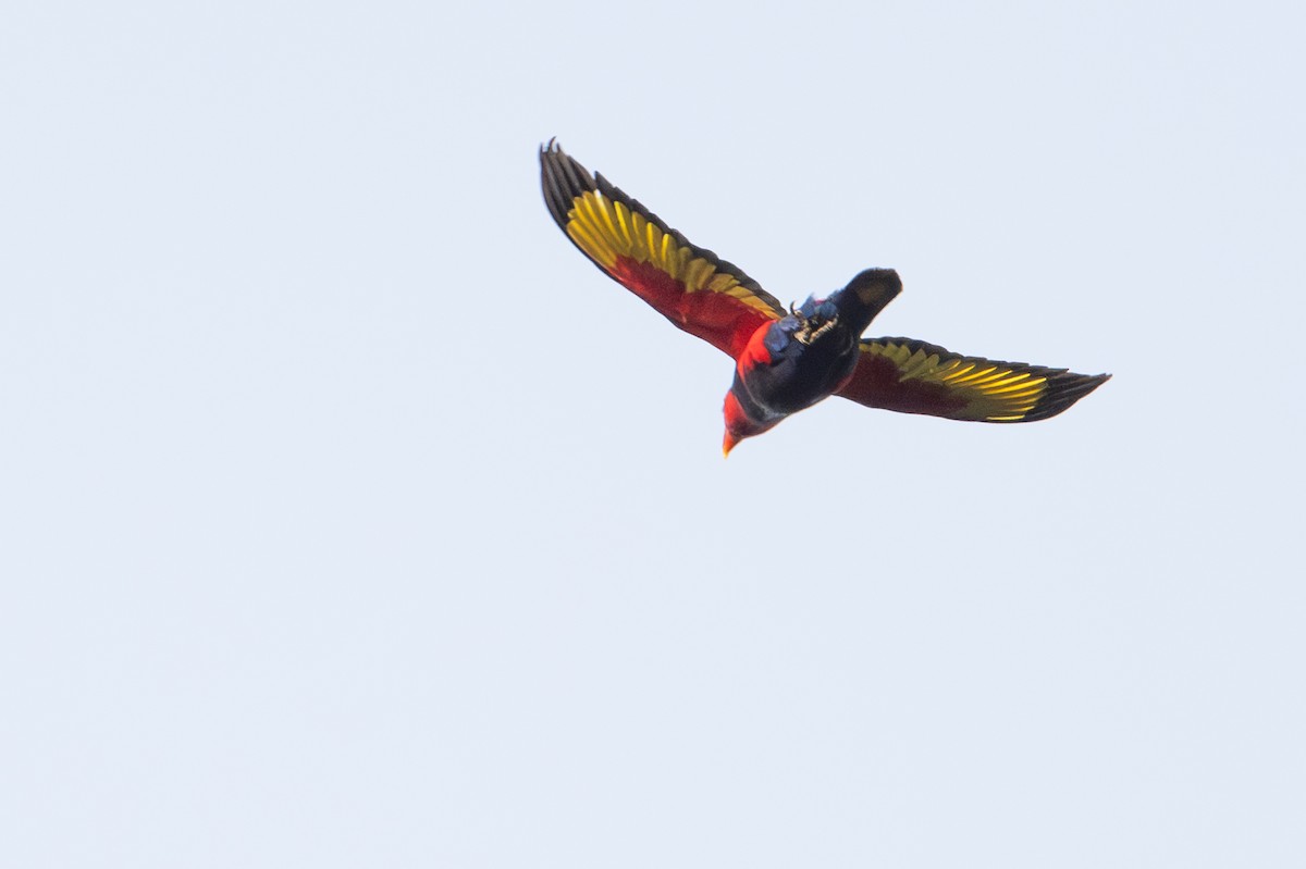 Coconut Lorikeet - ML646878539