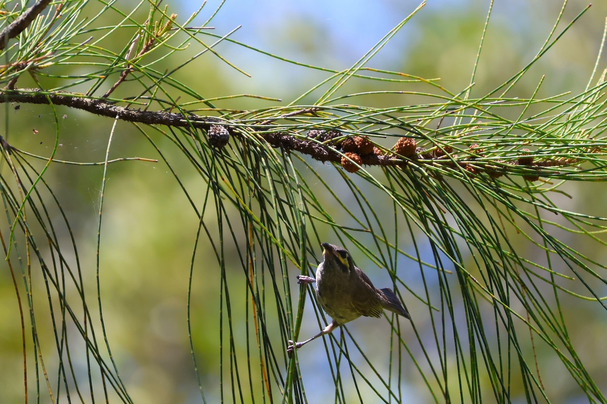 Yellow-faced Honeyeater - ML646878540