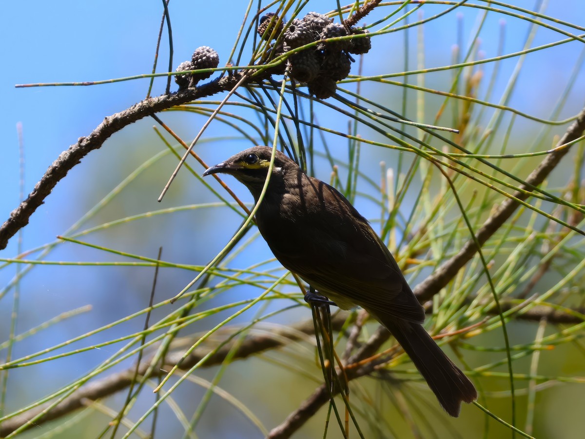 Yellow-faced Honeyeater - ML646878541