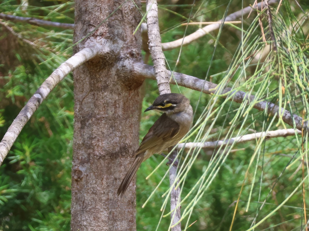 Yellow-faced Honeyeater - ML646878542