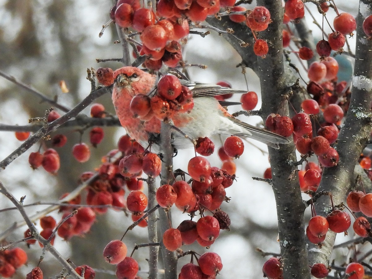 Pine Grosbeak - ML646878546
