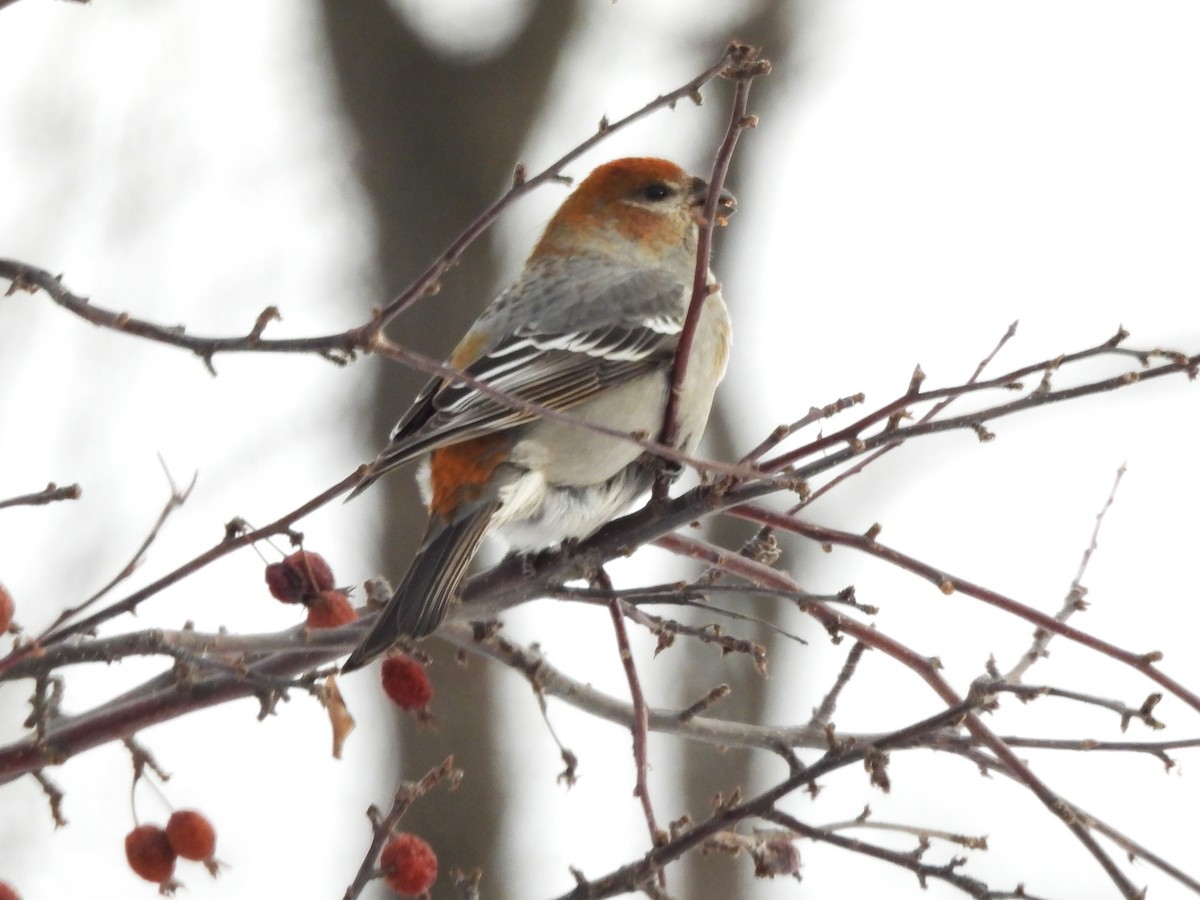 Pine Grosbeak - ML646878547