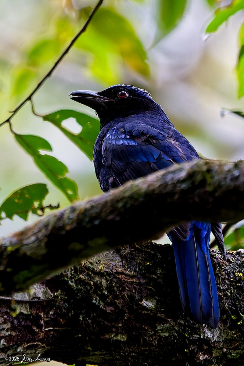 Philippine Fairy-bluebird - ML646878548