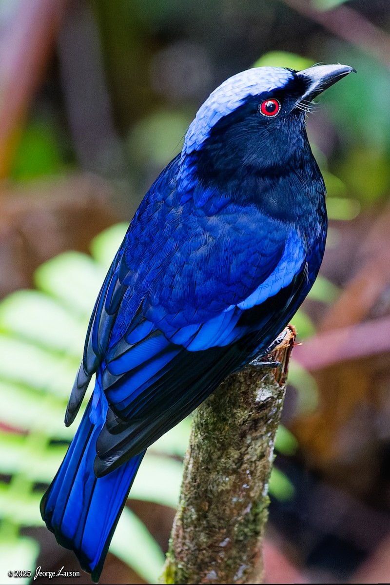Philippine Fairy-bluebird - ML646878549