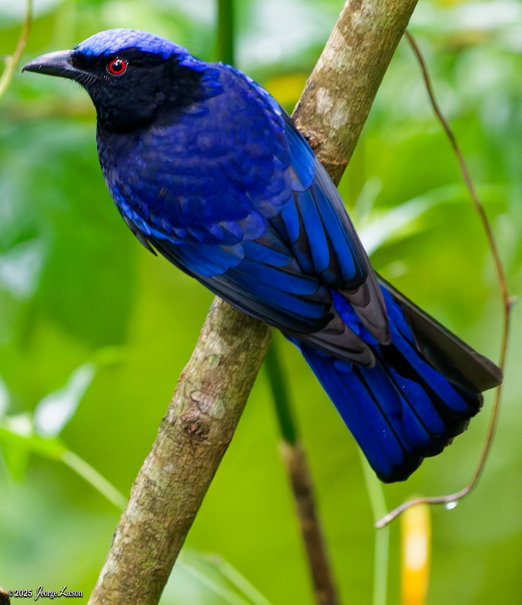 Philippine Fairy-bluebird - ML646878550
