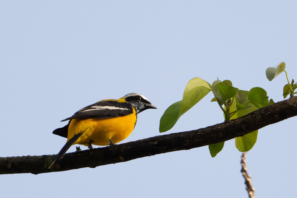 Golden Cuckooshrike - ML646878553