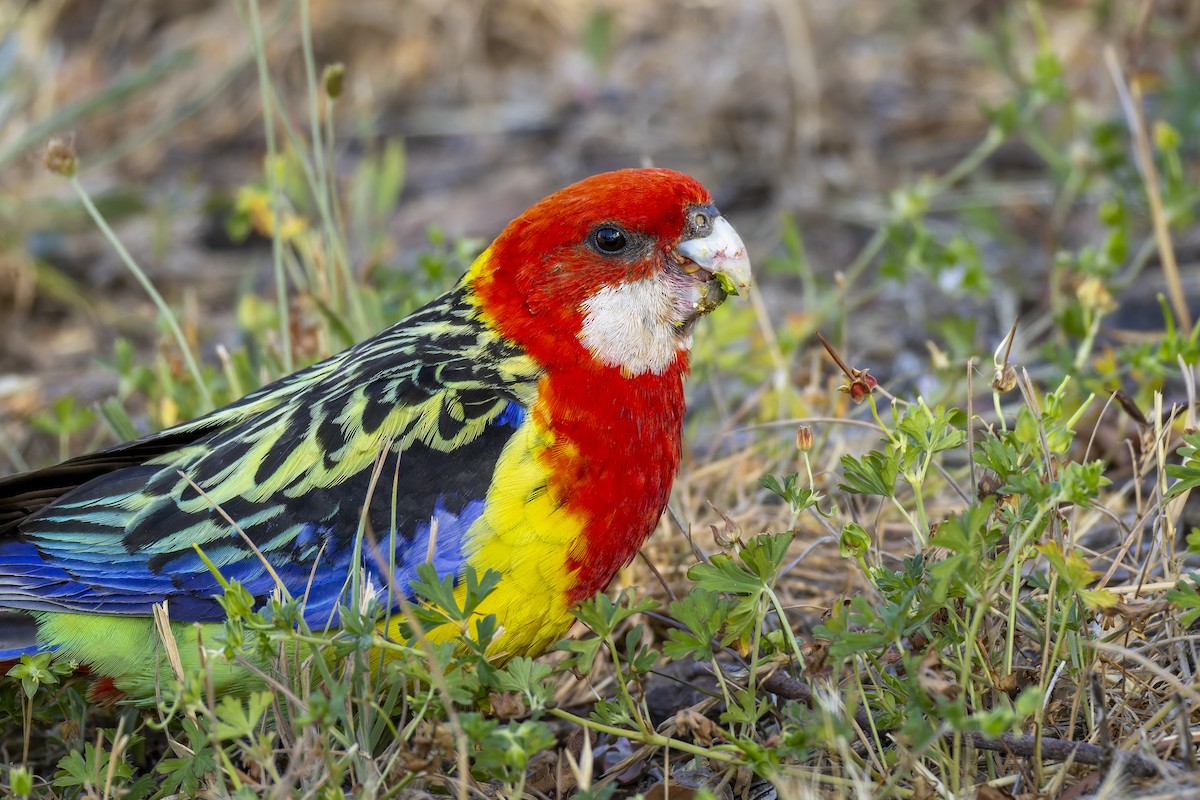 Eastern Rosella - ML646878554