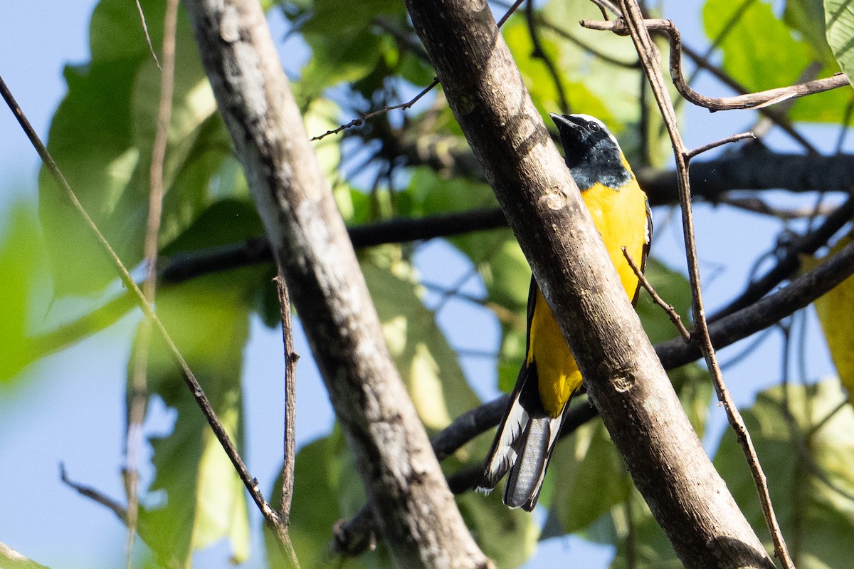 Golden Cuckooshrike - ML646878555