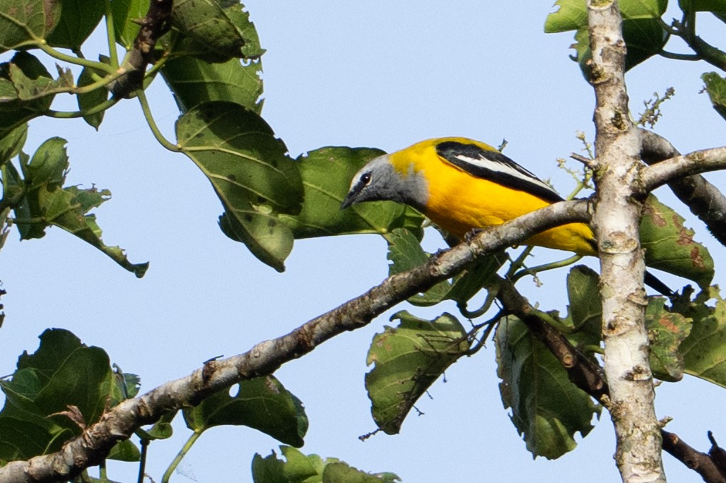 Golden Cuckooshrike - ML646878556