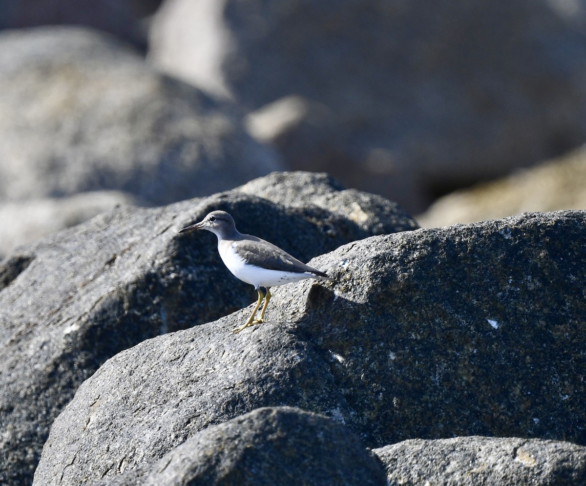 Spotted Sandpiper - ML646878559