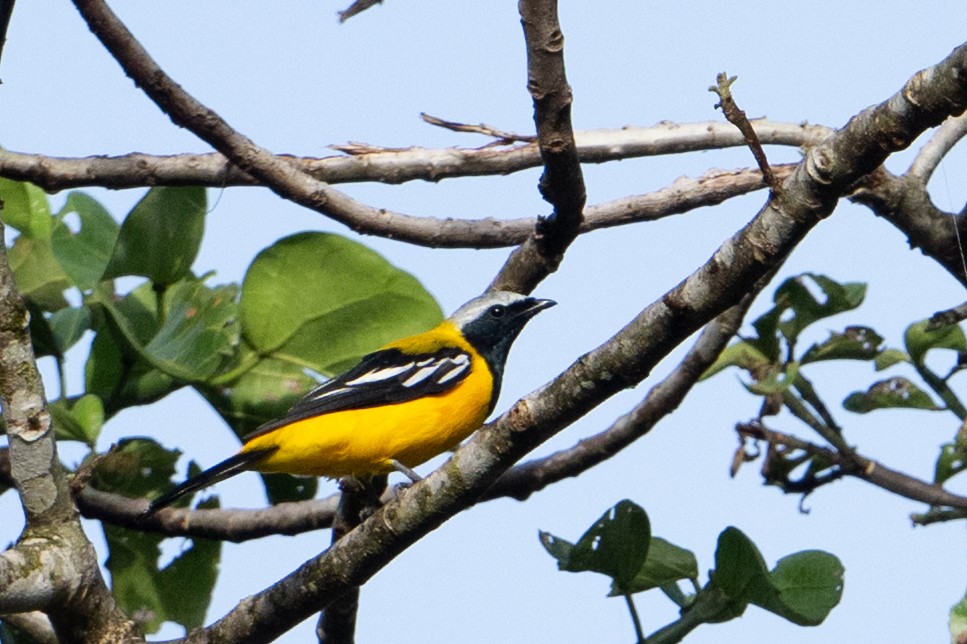 Golden Cuckooshrike - ML646878560