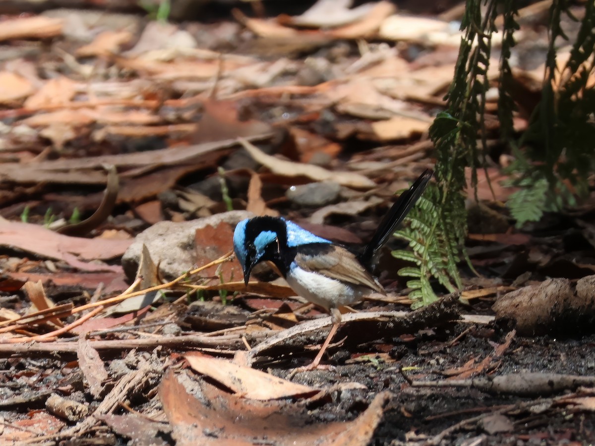 Superb Fairywren - ML646878561