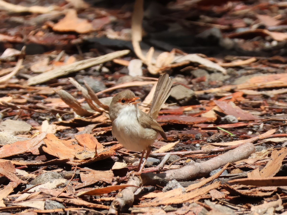 Superb Fairywren - ML646878562