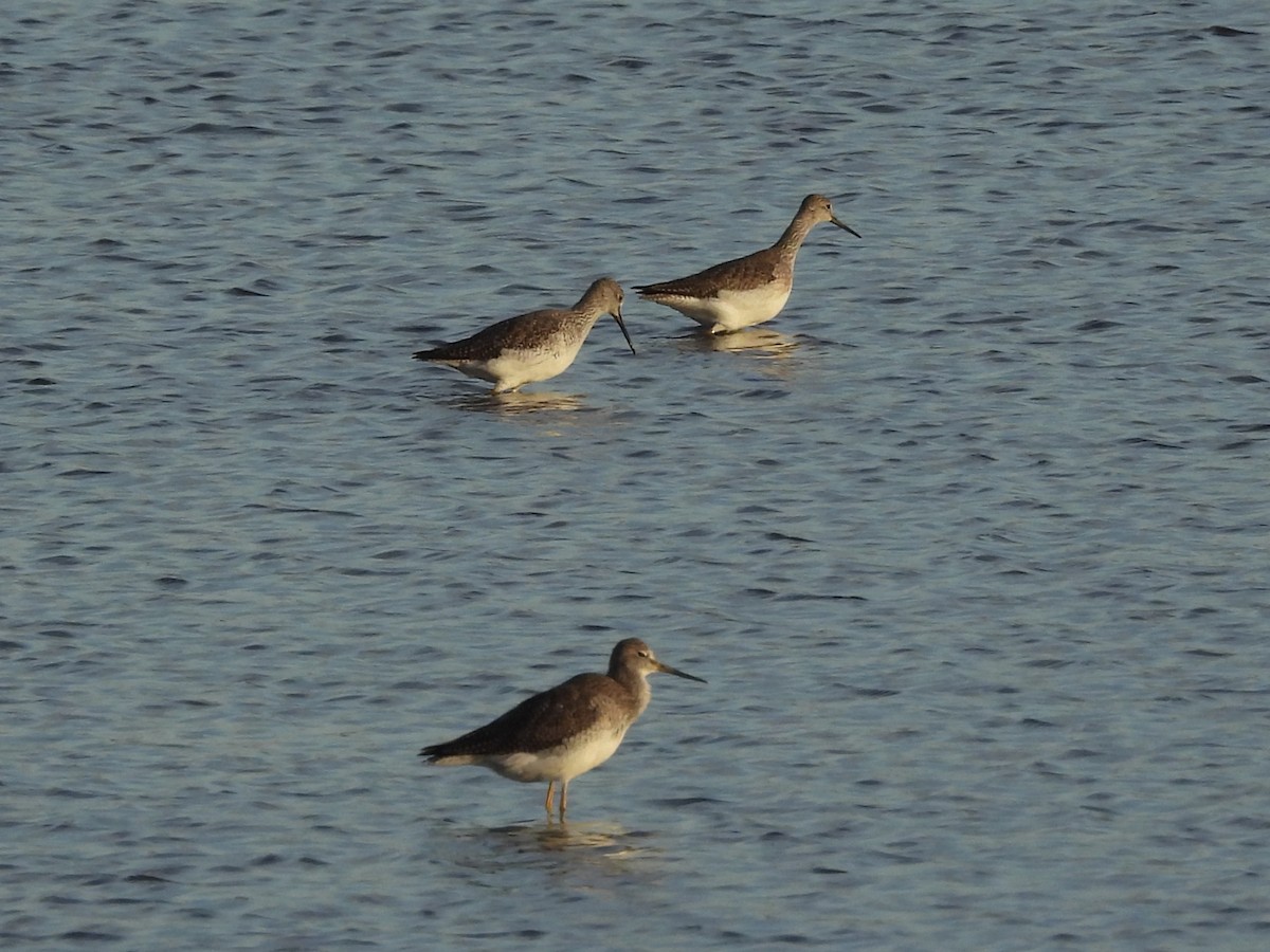 Greater Yellowlegs - ML646878563