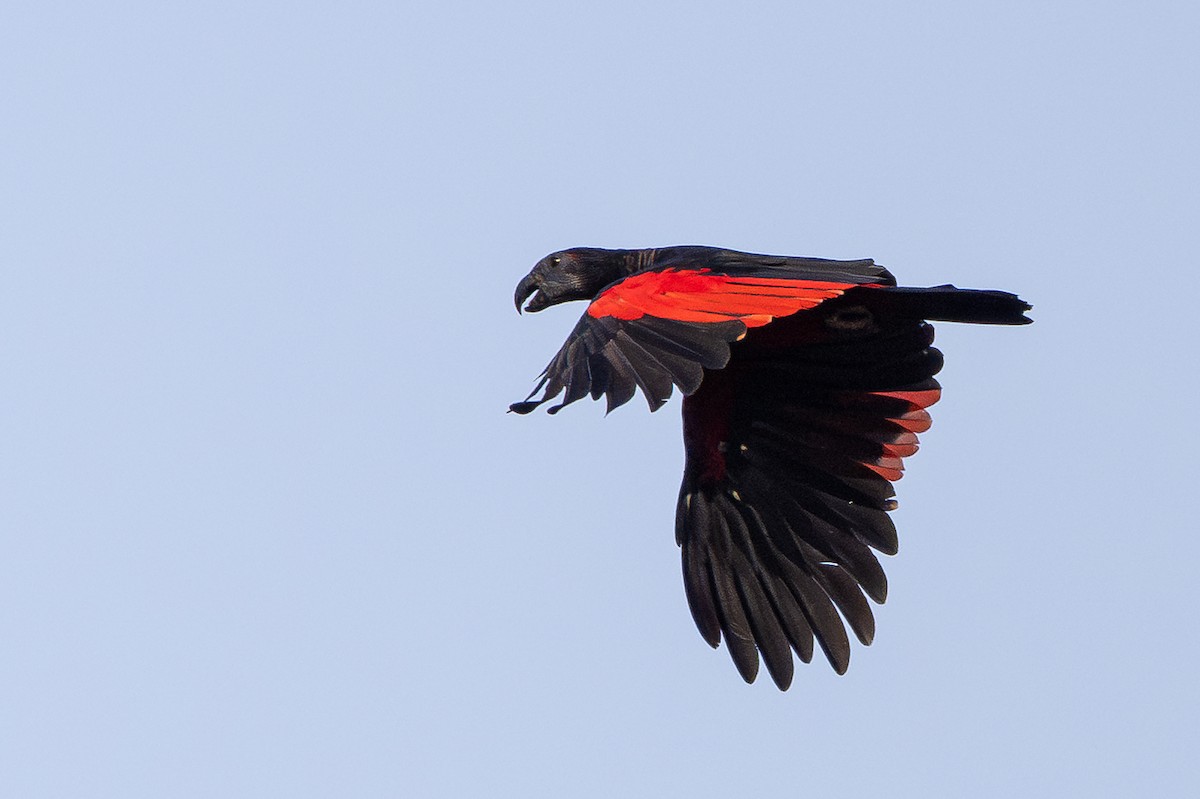 Pesquet's Parrot - ML646878564