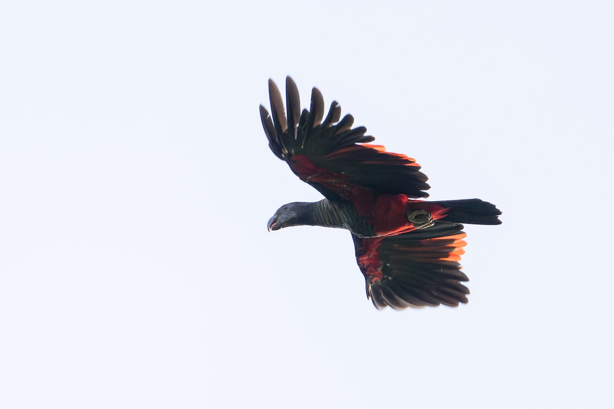 Pesquet's Parrot - ML646878565