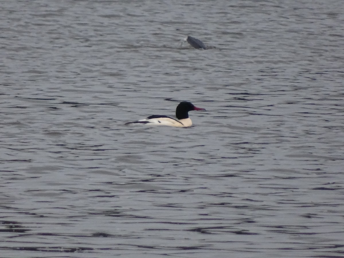 Common Merganser - ML646878566